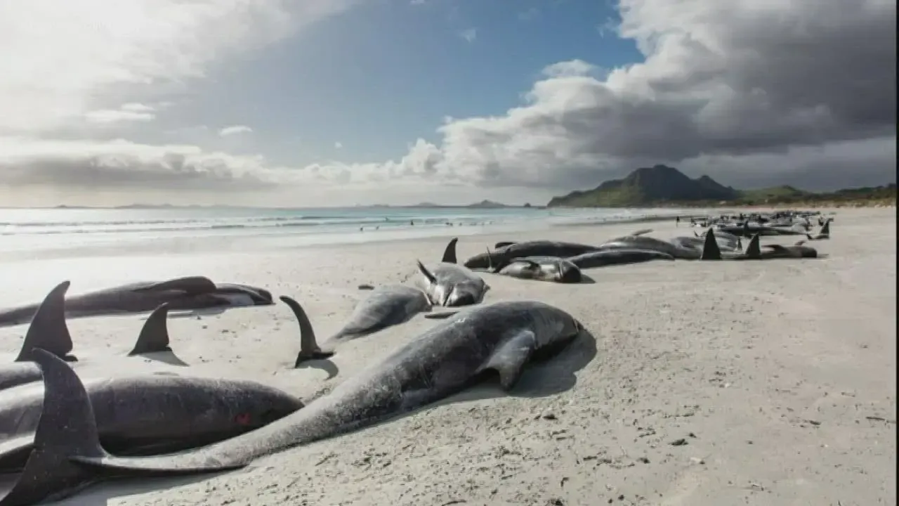 Tragic Loss: Three Whales Perish After Mass Stranding in New Zealand