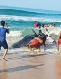 Was a 13-foot whale shark rescued in Kollam during Kerala's 50th coastal rescue operation?