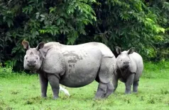 1972 का वन्य जीव संरक्षण अधिनियम, भारत की पर्यावरण संरक्षण की दिशा में ऐतिहासिक कदम