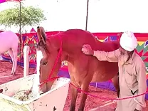 क्या 1 करोड़ की 'नगीना' बनी अंतरराष्ट्रीय पुष्कर मेले का आकर्षण?