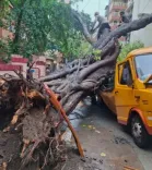 Mumbai tree collapse on school bus in Chembur kills 1, injures 10