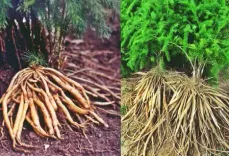 शतावरी : हर स्त्री के लिए आयुर्वेद का वरदान 