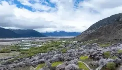 राष्ट्रपति शी चिनफिंग का शीत्सांग के गाला गांव के निवासियों को प्रेरणादायक संदेश