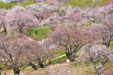 23वां न्यिंग-ची आड़ू फूल महोत्सव 3 अप्रैल से शुरू, सांस्कृतिक कार्यक्रमों की भरमार