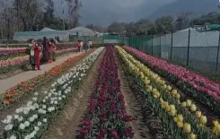 पालमपुर में खुला हिमाचल प्रदेश का अनूठा ट्यूलिप गार्डन, 70 हजार से अधिक पर्यटक आए