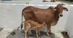 क्या गोमूत्र वास्तव में औषधि है, अपशिष्ट नहीं?