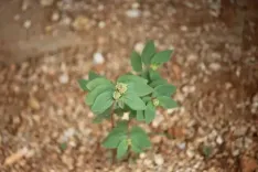 'बड़ी दूधी घास' में छुपे हैं कई औषधीय गुण, अनेक बीमारियों में है फायदेमंद