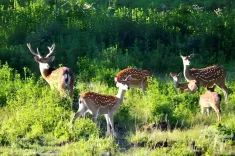 क्या चीन के 34 प्रकृति रिजर्व विश्व जैवमंडल रिजर्व बन गए हैं?