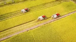 चीन में अनाज उत्पादन नए स्तर पर पहुंचा