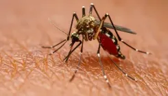 डेंगू से उबरने के बाद भी है कमजोरी? जानिए चार ऐसे सुपरफूड्स जिनसे मिलेगी ताकत