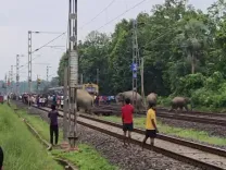 झारखंड-बंगाल ‘एलिफेंट कॉरिडोर’ बना हाथियों के लिए मौत का गलियारा, 45 दिन में 7 की मौत 