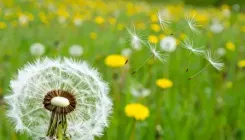 किडनी और लिवर के लिए संजीवनी है सिंहपर्णी, जाने इसके फायदे क्या