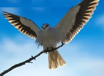 आसमान में चतुर शिकारी: ब्लैक-शोल्डर काइट, किसानों का मित्र