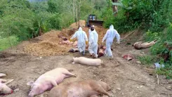 How Did the African Swine Fever Outbreak in Mizoram Lead to Rs 115 Crore Loss in 2025?