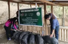 What is the Status of the African Swine Fever Outbreak in Mizoram?