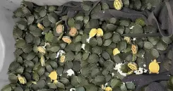 700 red-eared slider turtles seized at Kolkata Airport from Bangkok passenger