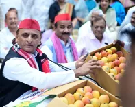 Akhilesh Yadav Celebrates UP Mangoes in Poetic X Post