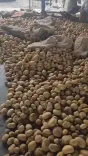 Akhilesh Yadav questions UP's trillion-dollar dream amid Re 1/kg potato prices