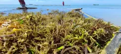 Chandrababu Naidu directs seaweed farming push for coastal SHGs, fishermen income