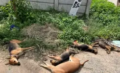 आंध्र प्रदेश : पालतू और आवारा कुत्तों की मौत से हड़कंप, ज्योतिष और डॉ. मंजू ने जताई चिंता