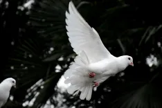 क्या अंतरराष्ट्रीय शांति दिवस: शांति के लिए समर्पित एक दिन, 44 साल पहले शुरू हुआ आंदोलन आज और भी जरूरी है?