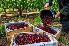 APEDA exports J&K Areko cherries, Scentrose plums to UAE in historic first