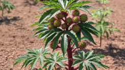 क्या अरंडी वास्तव में 'वात रोगों का यमराज' है, जो कई समस्याओं का करता है विनाश?