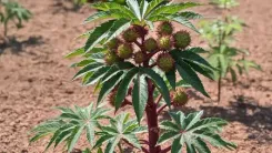 अरंडी: 'वात रोगों का यमराज,' जो कई समस्याओं का करता है विनाश