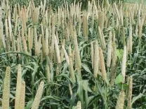 Has the Area Sown Under Rabi Crops Exceeded 634 Lakh Hectares?