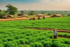 Area sown under rabi crops increases to 558.8 lakh hectares