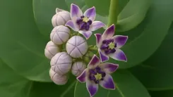 अर्कमूल: औषधि जो कई समस्याओं को करती है दूर, कैंसर से लड़ने में भी कारगर