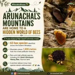 Arunachal CMO highlights 63 bee species found in Eastern Himalaya