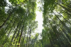 Assam agarwood reaches Dubai: CM Sarma flags export push for 50,000 farmers