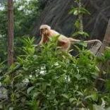 Assam CM Office: 7 Golden Langurs Released into Sikhna Jwhwlao Park