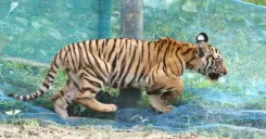 Assam CM Office: Tiger Cub Rescued From Garden Net, Released
