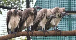 Assam Frees GPS-Tagged Captive-Bred Slender-Billed Vultures