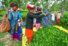 Assam CM Himanta Sarma promises ₹500 daily wages for tea garden workers