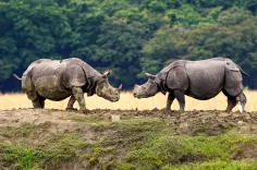 Assam holds 80% of world's one-horned rhinos, zero poaching in 2025: Himanta Sarma