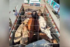 Assam Police rescue 106 cattle, arrest 36 in Biswanath smuggling crackdown