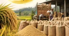 Assam targets 10 lakh MT paddy procurement annually: CM Himanta Sarma