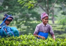 Assam tea workers to get 20% Durga Puja bonus across 800+ estates: Himanta Sarma