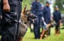 Could Attacks on Police Dogs and Horses Lead to Deportation Under New US House Bill?