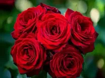 औषधि से कम नहीं है देसी गुलाब, पाचन से लेकर माइग्रेन तक में देता है आराम