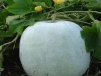 औषधीय गुणों से भरपूर है सफेद पेठे का जूस, बस जान लें सेवन के तरीके