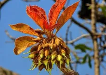 महुआ: आयुर्वेद का अनमोल वृक्ष, फूल से बीज तक हर हिस्सा स्वास्थ्य के लिए वरदान