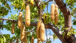 क्या बालम खीरा औषधीय गुणों से भरपूर है?