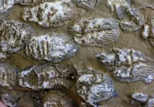 What Secrets Do Australian Studies of Ancient Faeces Uncover?