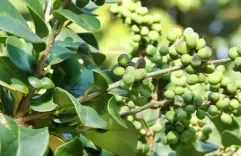 आयुर्वेद की अमूल्य विरासत गुग्गुल, कई रोगों से लड़ने में मददगार 