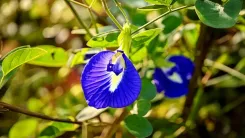 क्या आप जानते हैं आयुर्वेदिक टिप्स से स्ट्रेस और टेंशन को कैसे कहें अलविदा? रोजाना करें शंखपुष्पी का सेवन