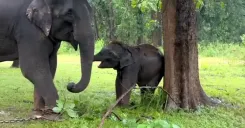 Baby Elephant Krishna Steals the Show at Bandhavgarh's Hathi Mahotsav
